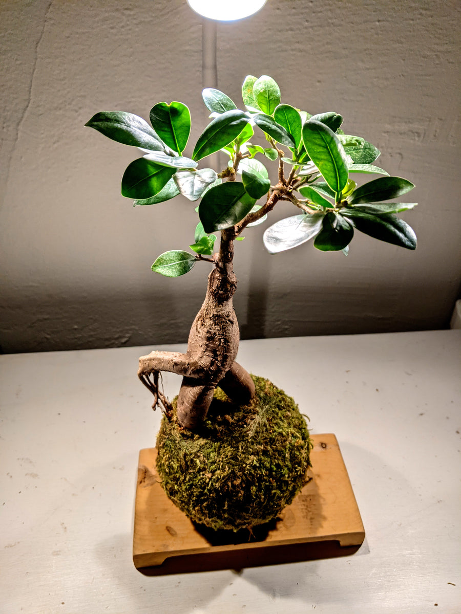 Kokedama Bonsai Gingseng detta anche Ficus microcarpa