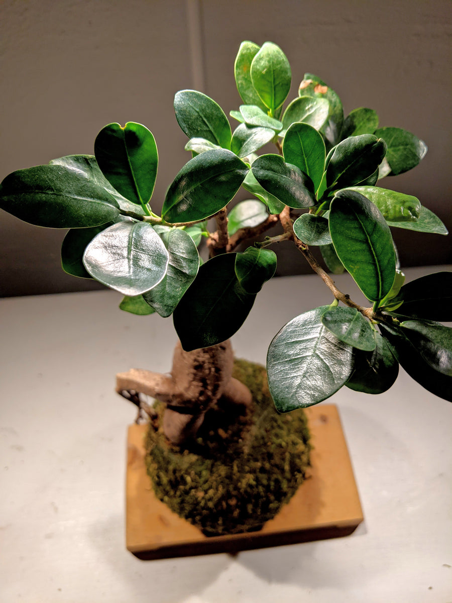 Kokedama Bonsai Gingseng detta anche Ficus microcarpa