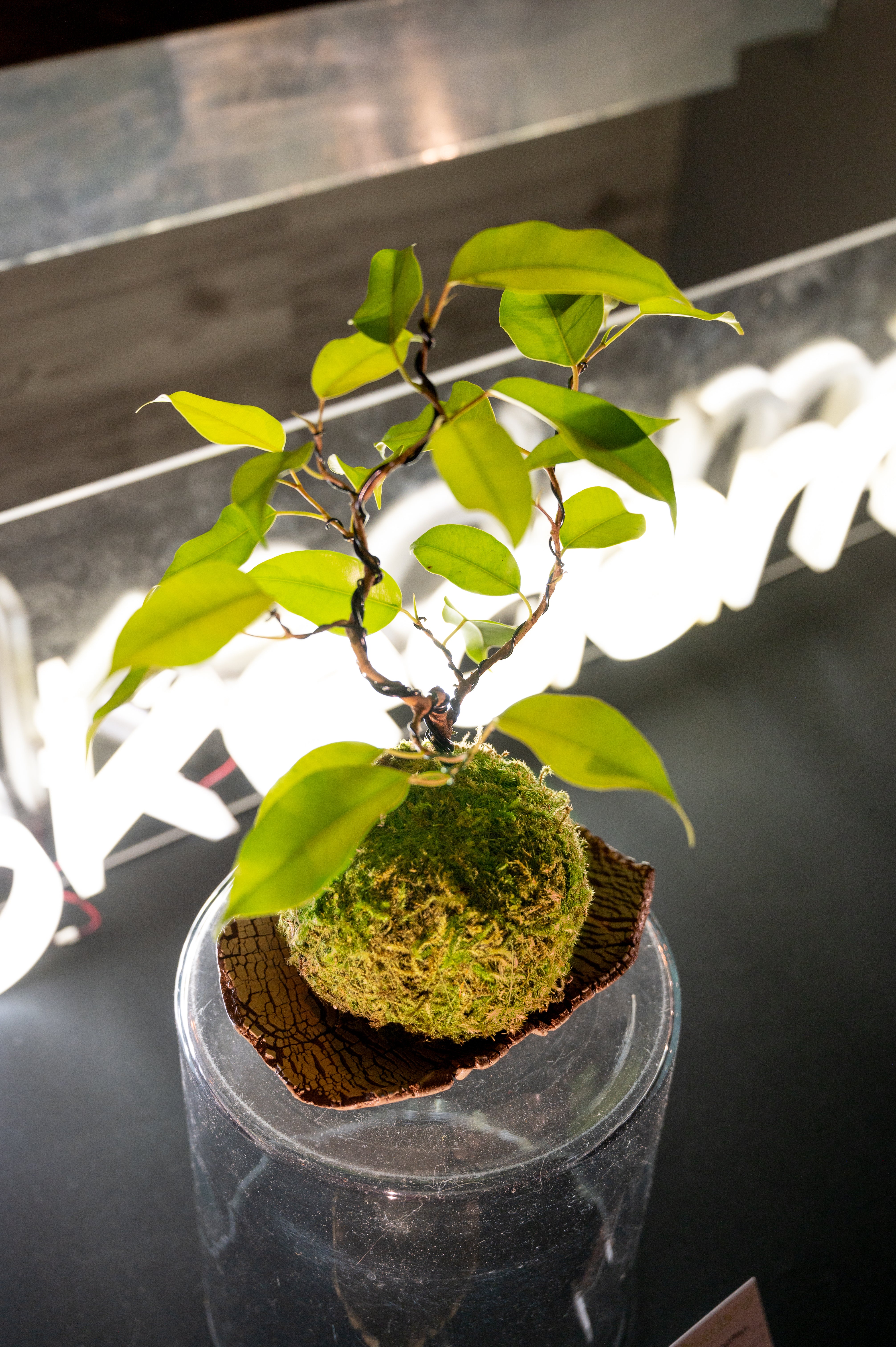 Ficus Benjamina Kokedama (styled ii)