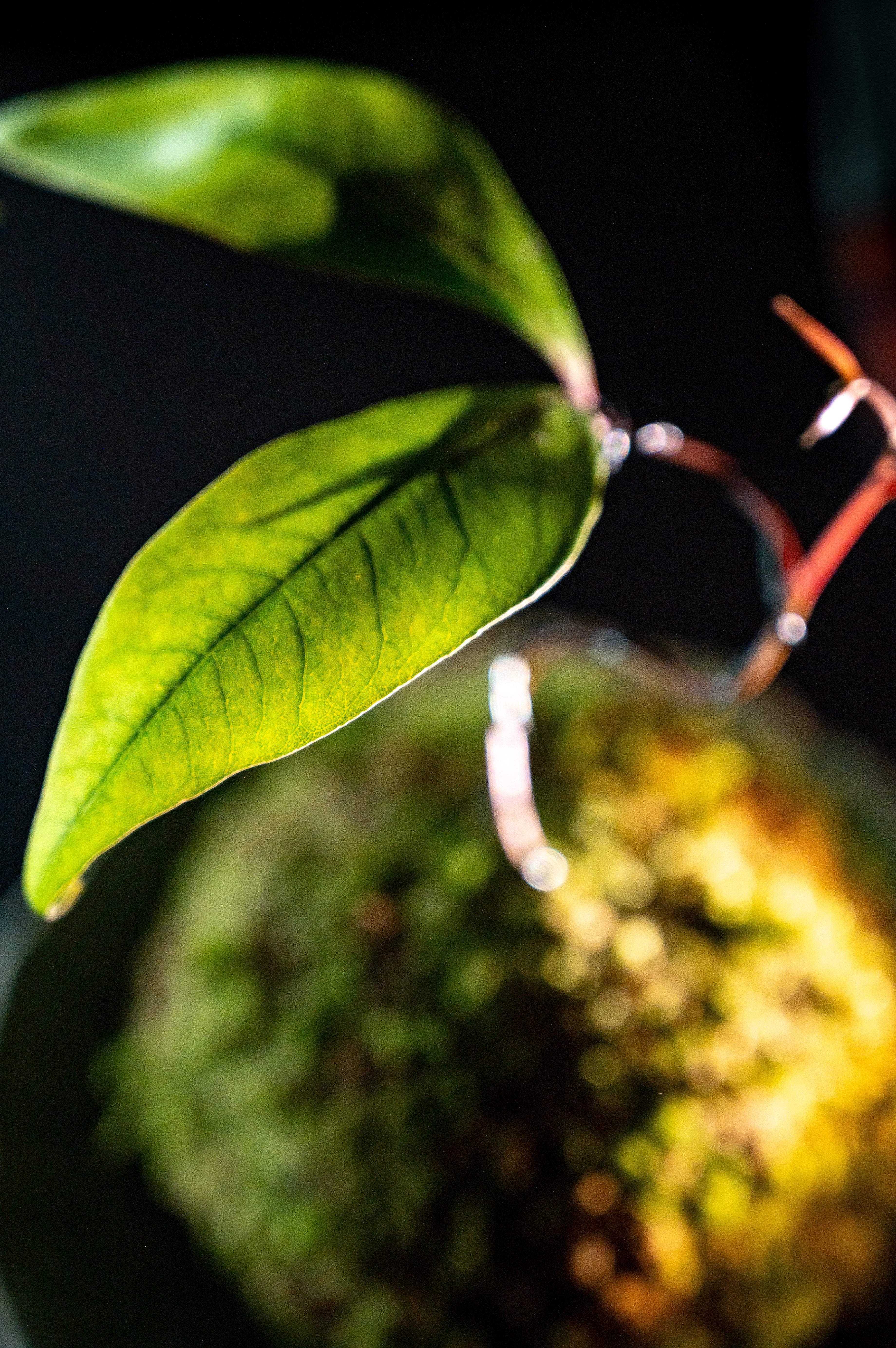 Lychee Kokedama