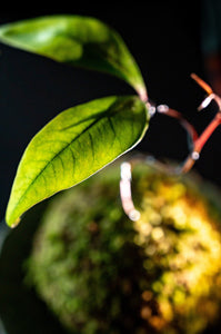 Lychee Kokedama