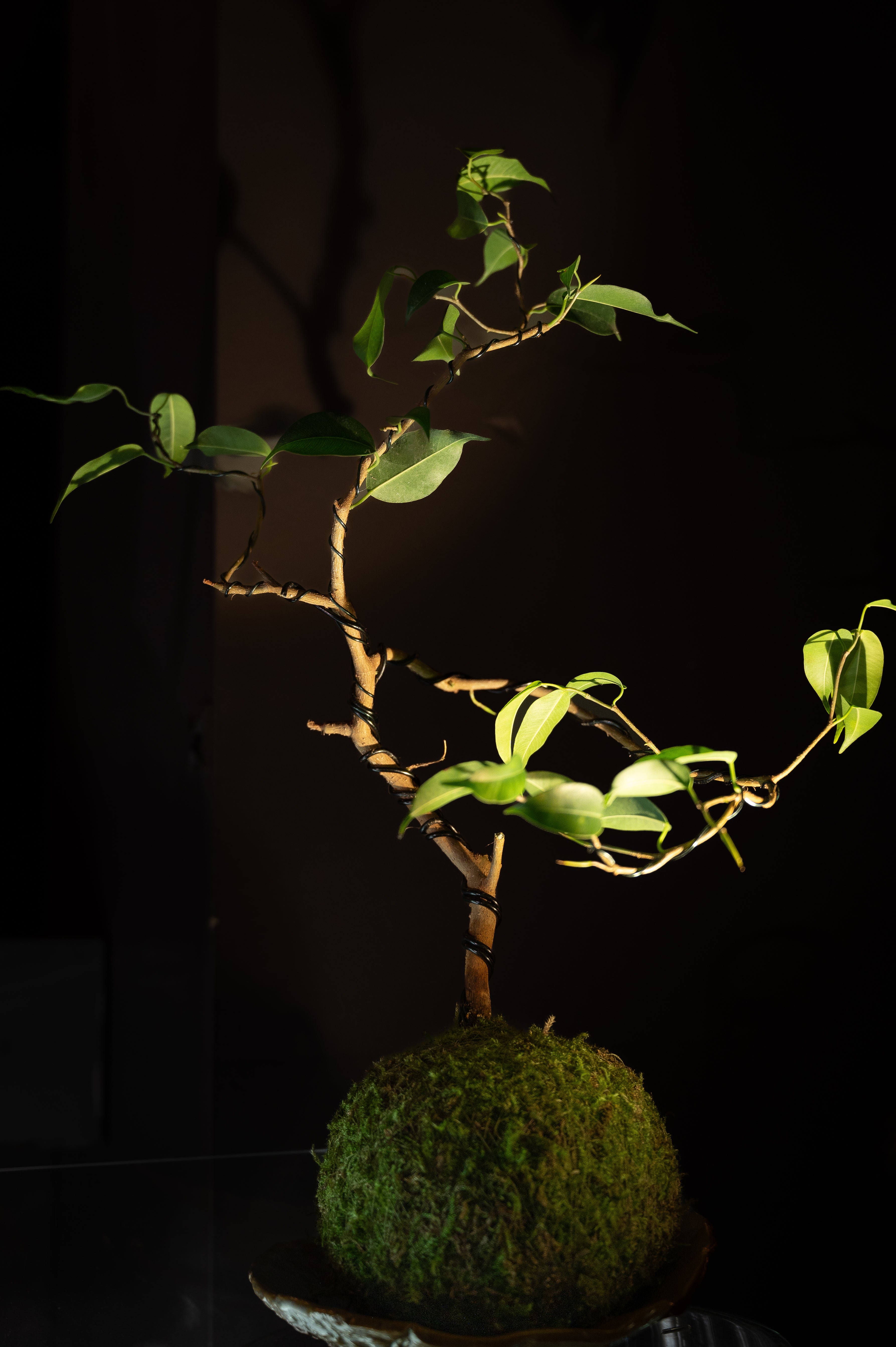 Ficus Benjamina Kokedama (styled ii)