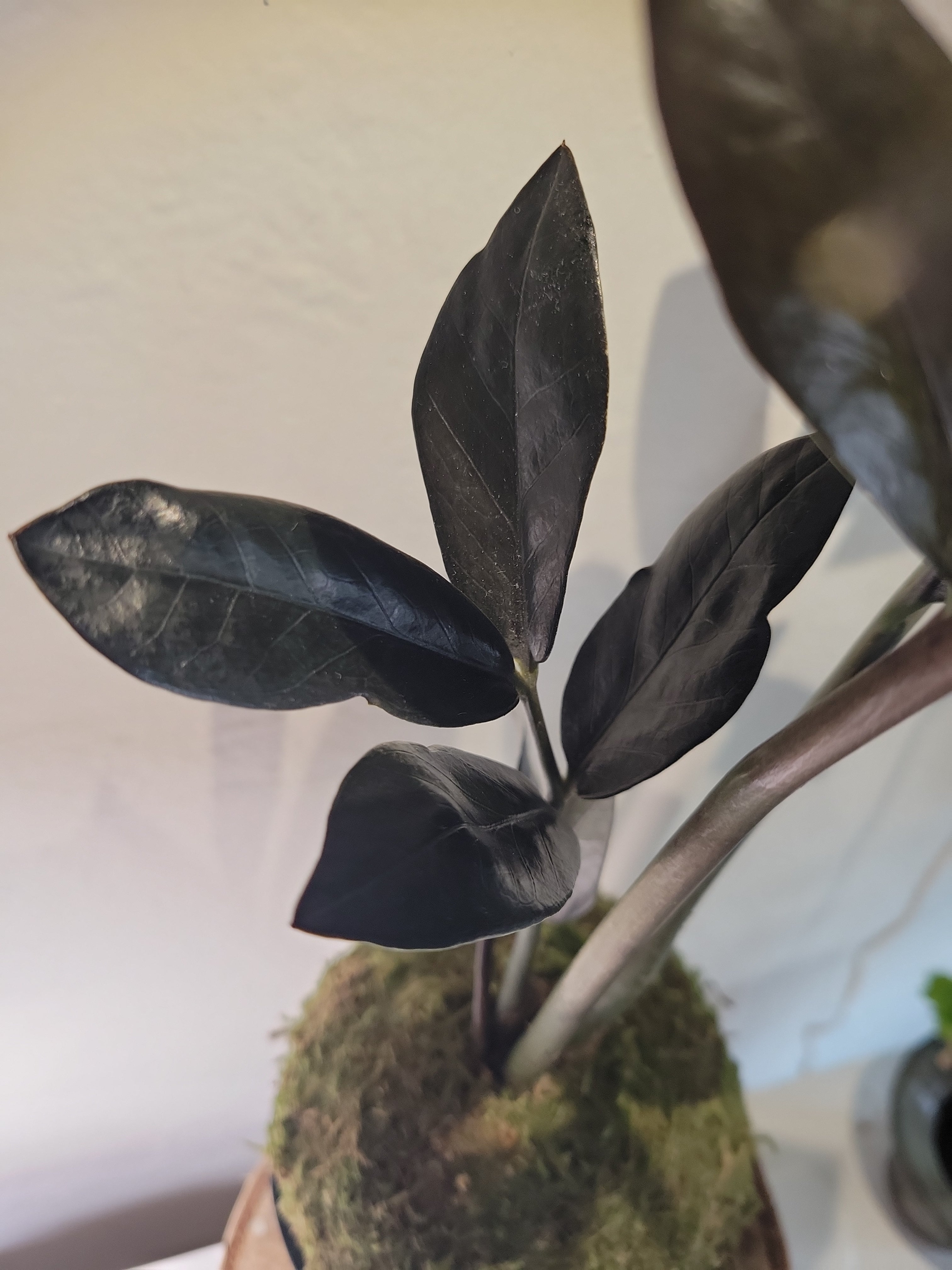 Zamioculcas Zamiifolia Raven Kokedama