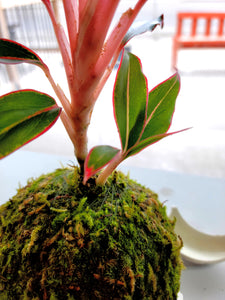 Chinese Evergreen Kokedama (Aglaonema vittata)