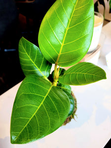 Ficus Altissima Kokedama
