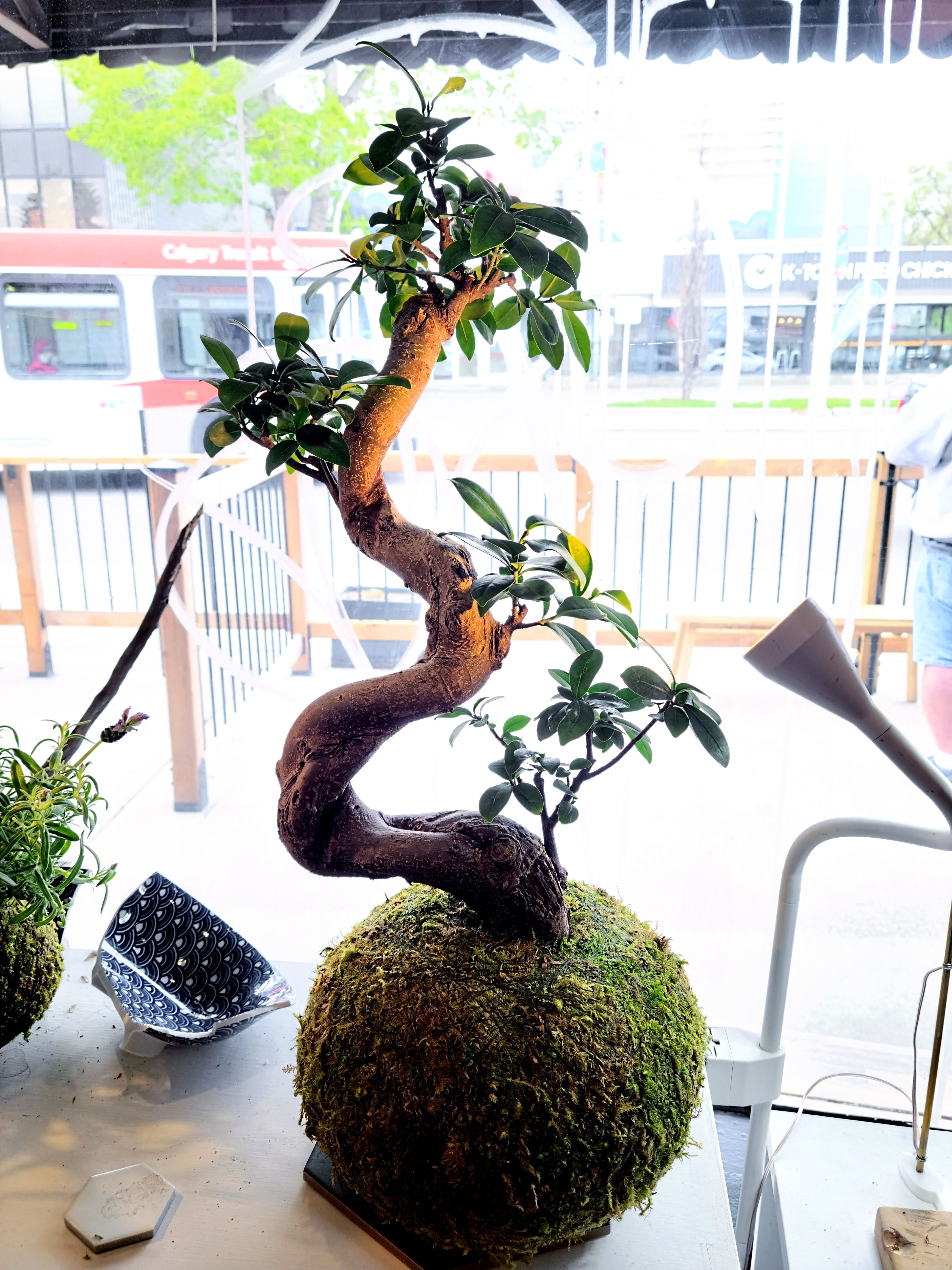 Ficus Kokedama (styled, S-shape, large)