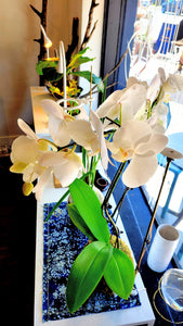 Phalaenopsis Orchid Kokedama