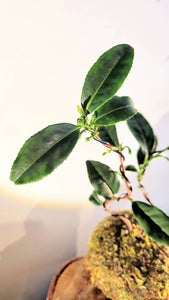Camellia Sinensis Kokedama (Tea Plant)