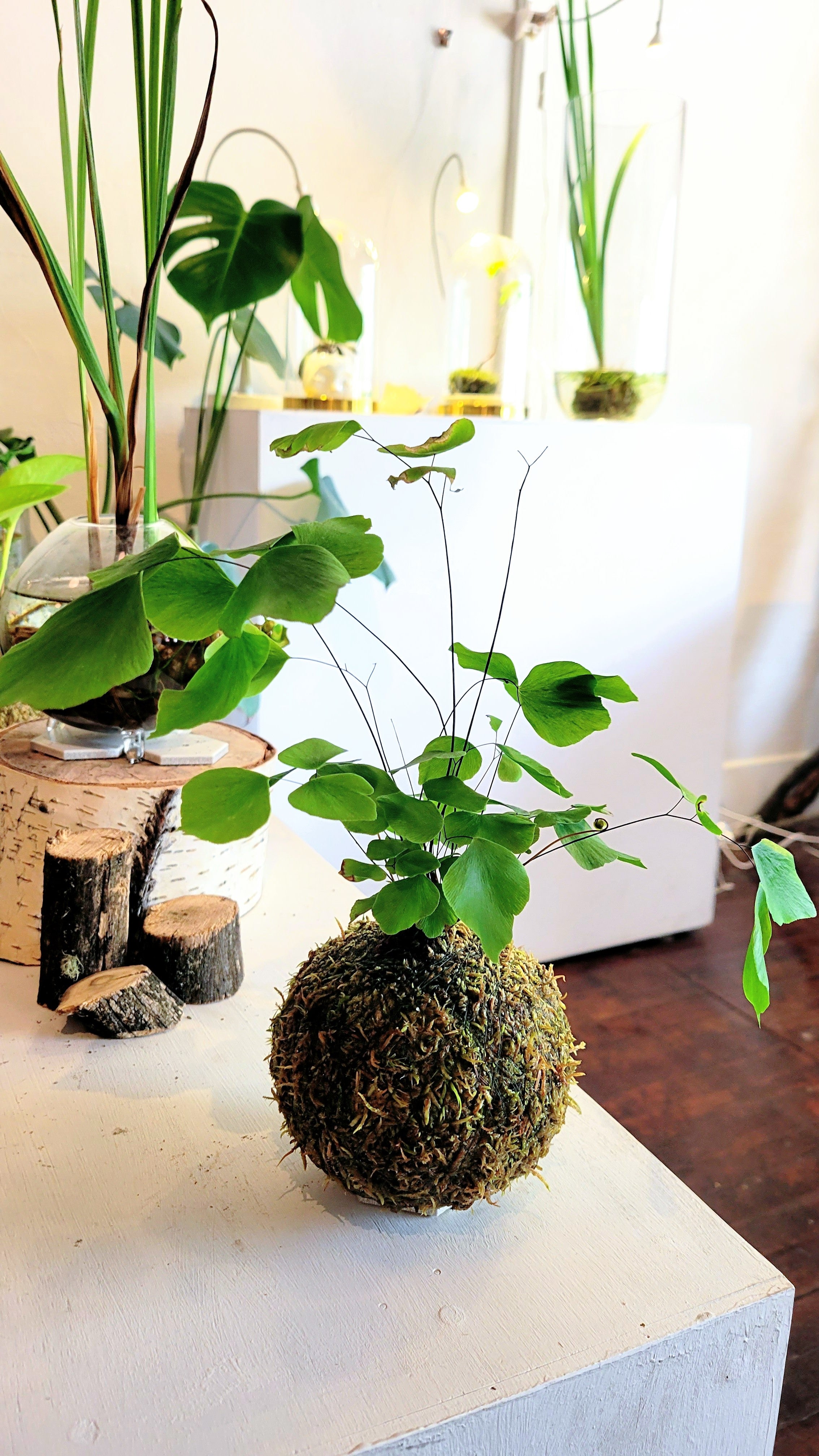 Silver Dollar Fern Kokedama