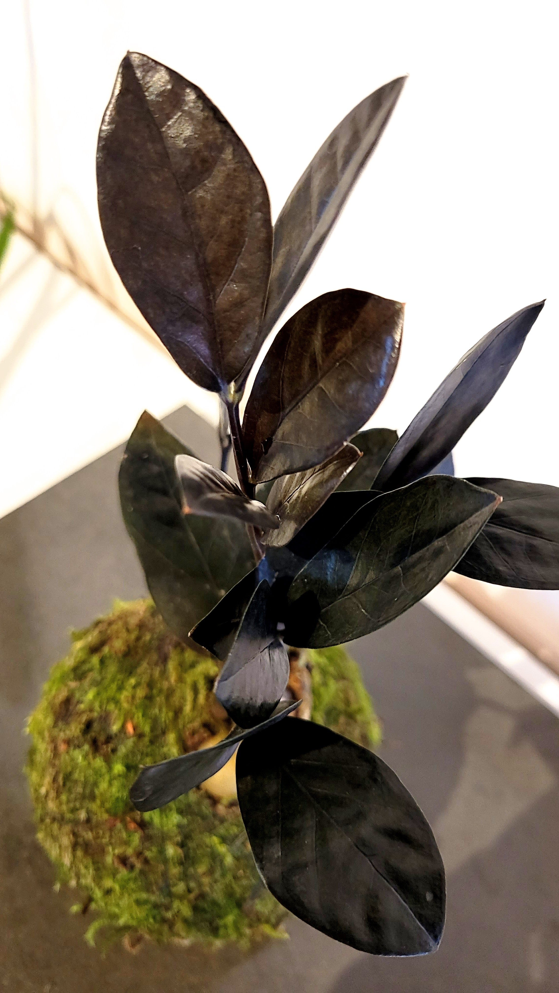 Zamioculcas Zamiifolia 'Raven' Kokedama