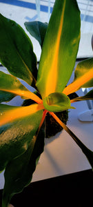 Chlorophytum Amaniense Kokedama (medium)