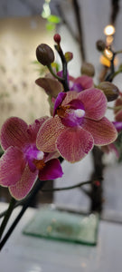 Phalaenopsis Orchid Kokedama (small)