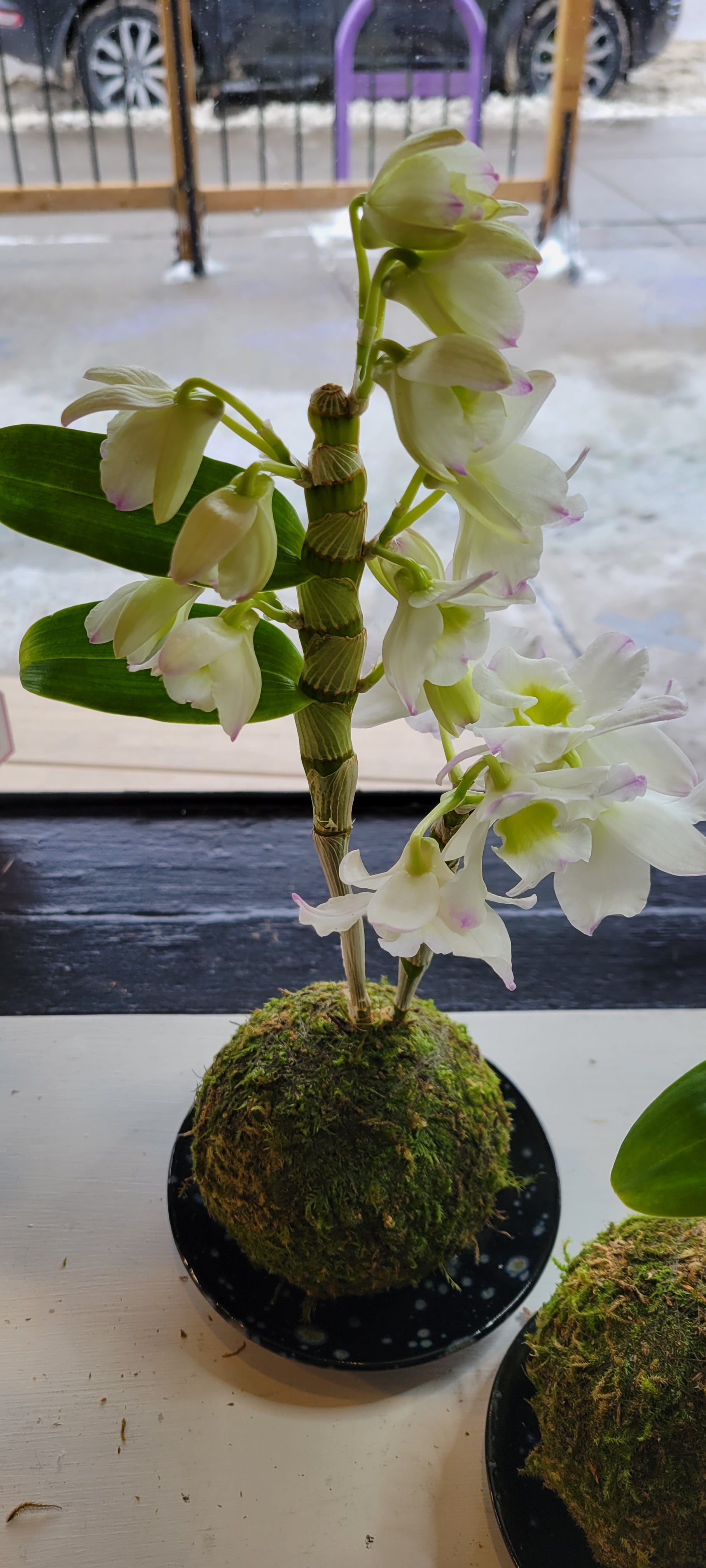 Dendrobium Orchid Kokedama (small)