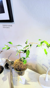 Ficus Benjamina Kokedama (styled, bonsai inspired)