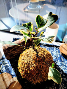 Ficus Triangularis Kokedama (styled, small)