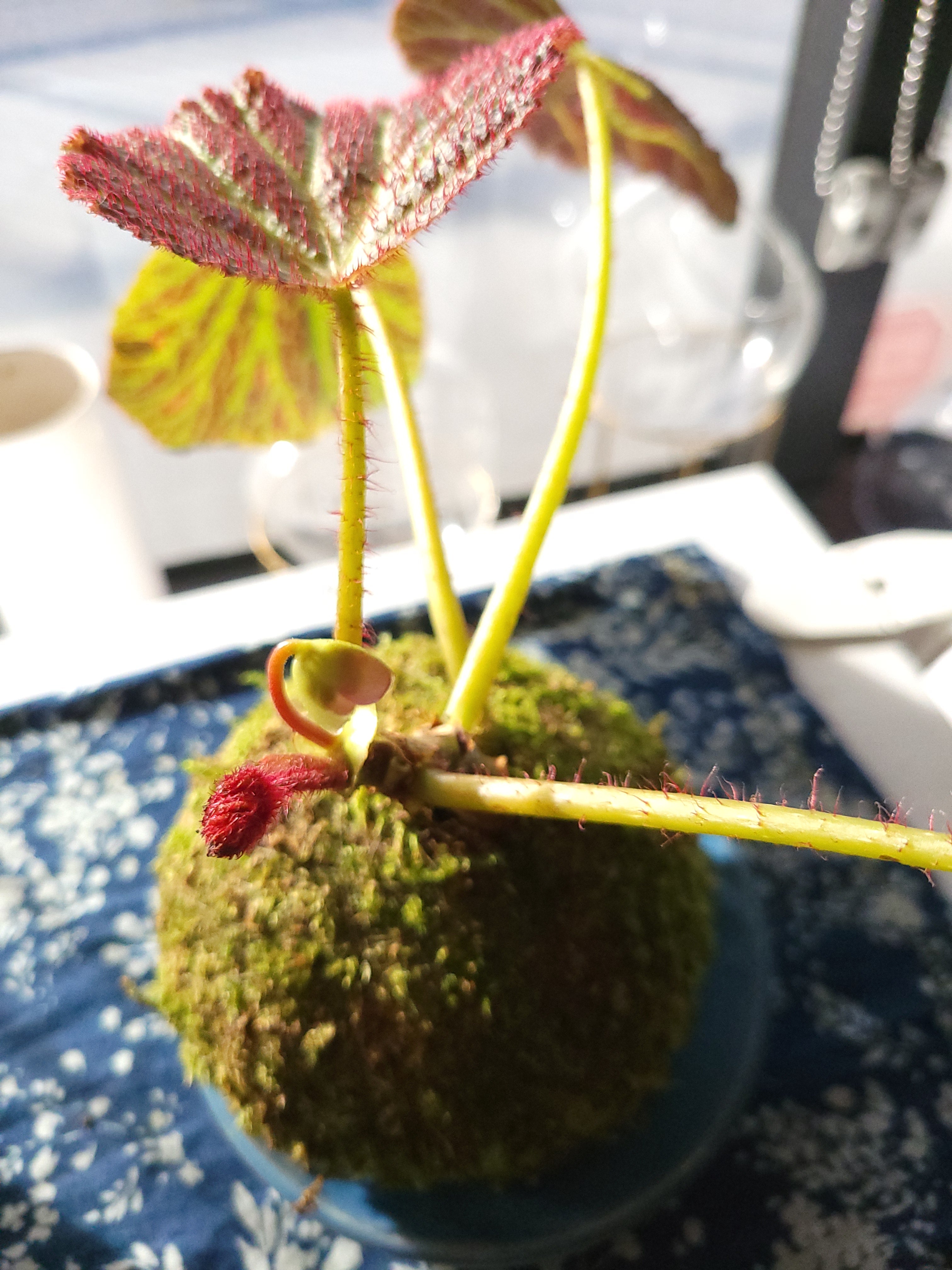 Begonia Chloroneura Kokedama