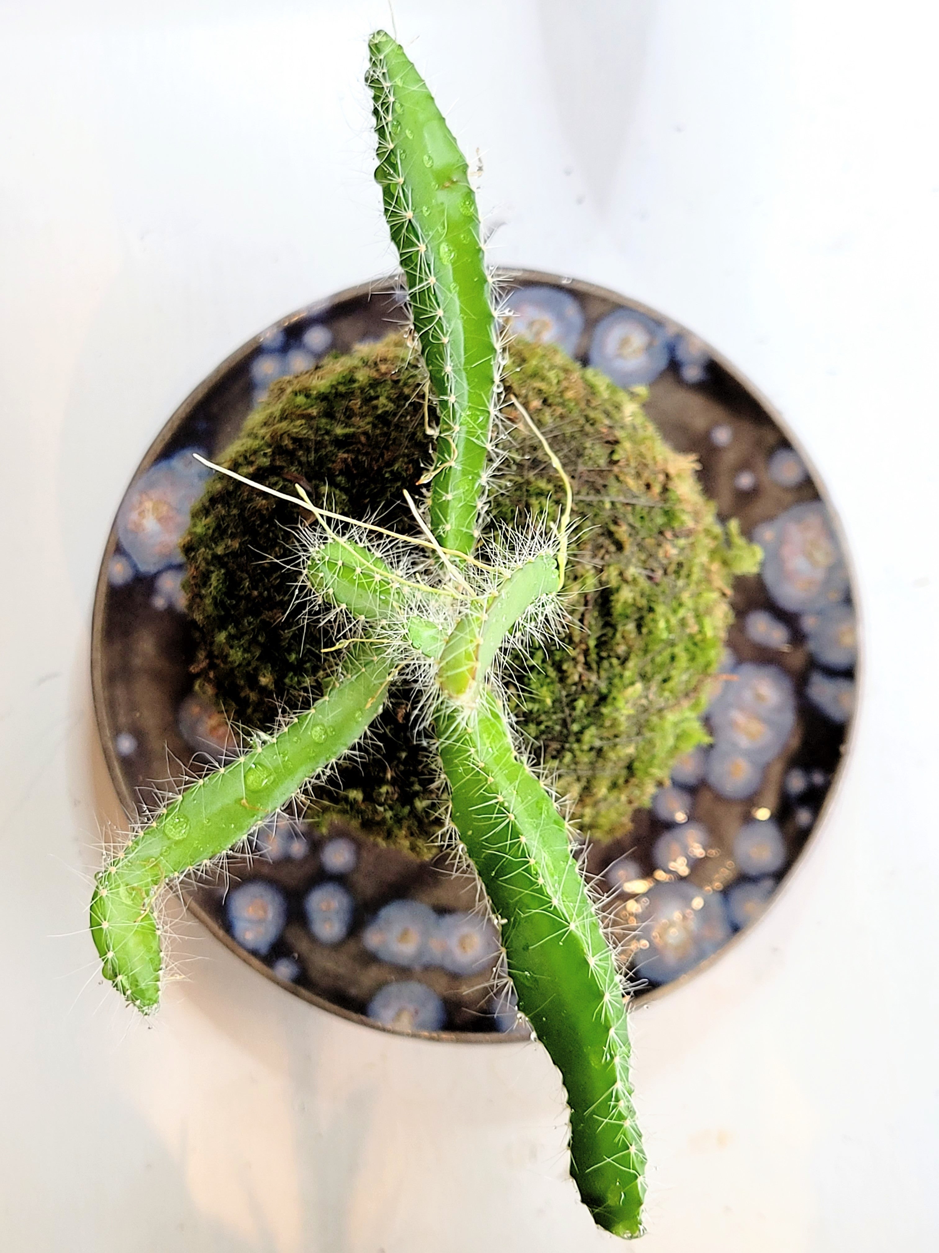 Dragon Fruit Cactus Kokedama (rare)