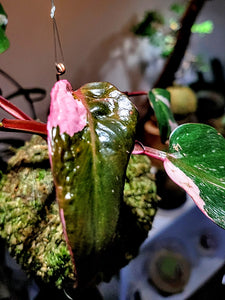 Philodendron Pink Princess Kokedama (Rare)