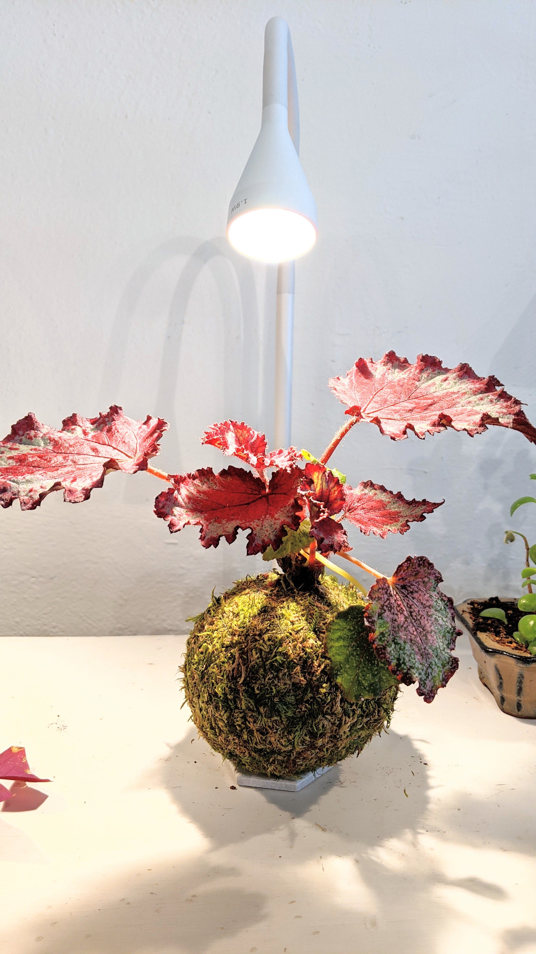 Begonia Rex Kokedama