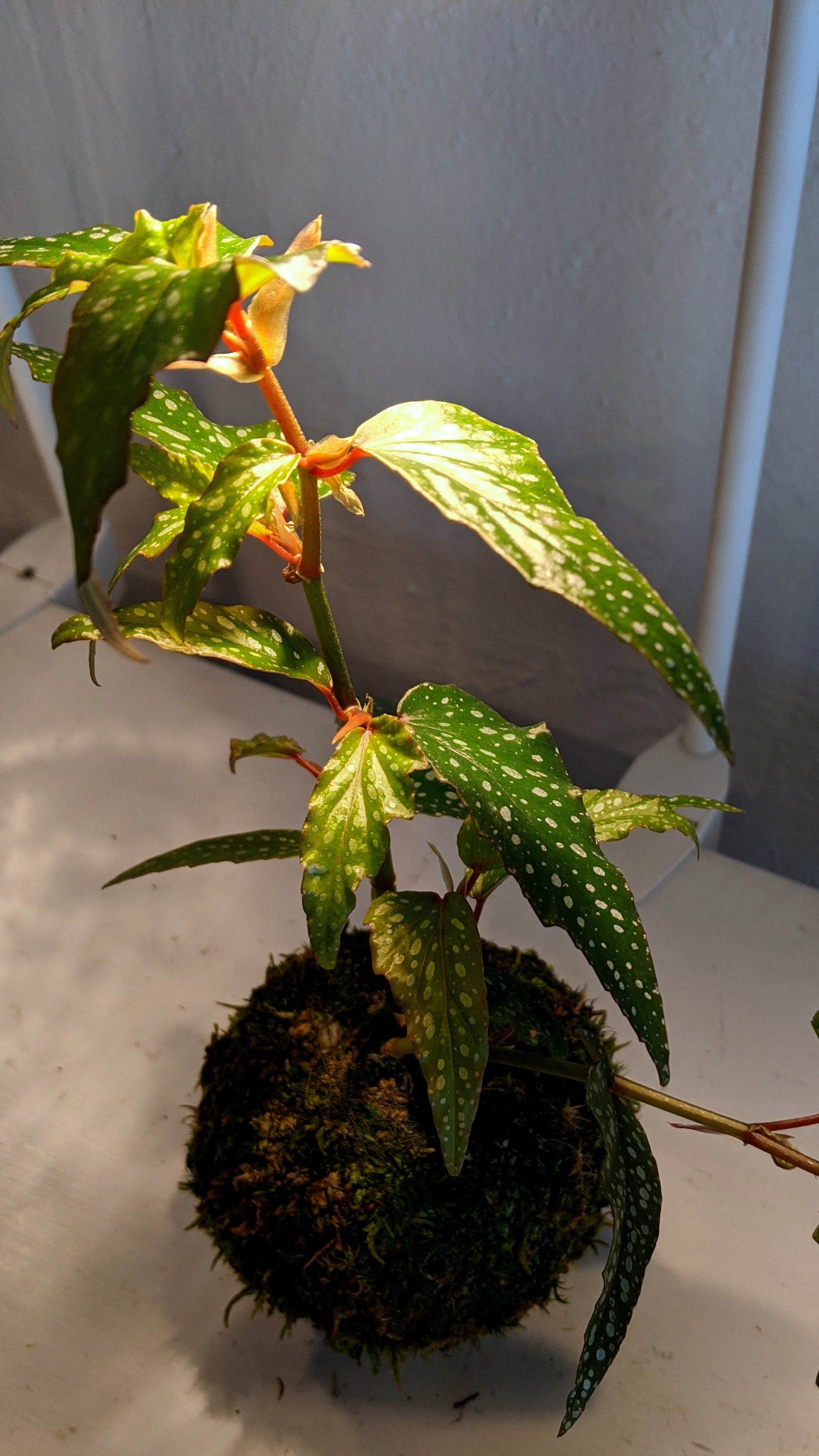 Begonia Angel Wing Kokedama (coccinea)