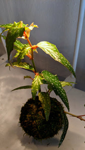 Begonia Angel Wing Kokedama (coccinea)