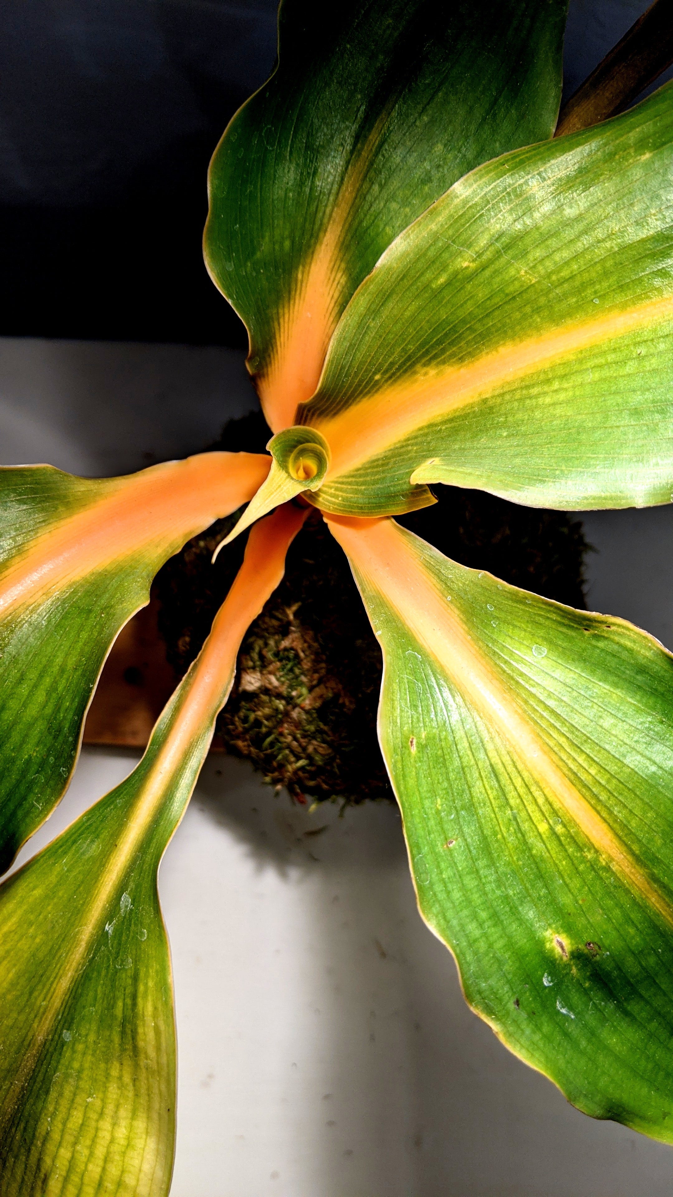 Chlorophytum Amaniense Kokedama (medium)