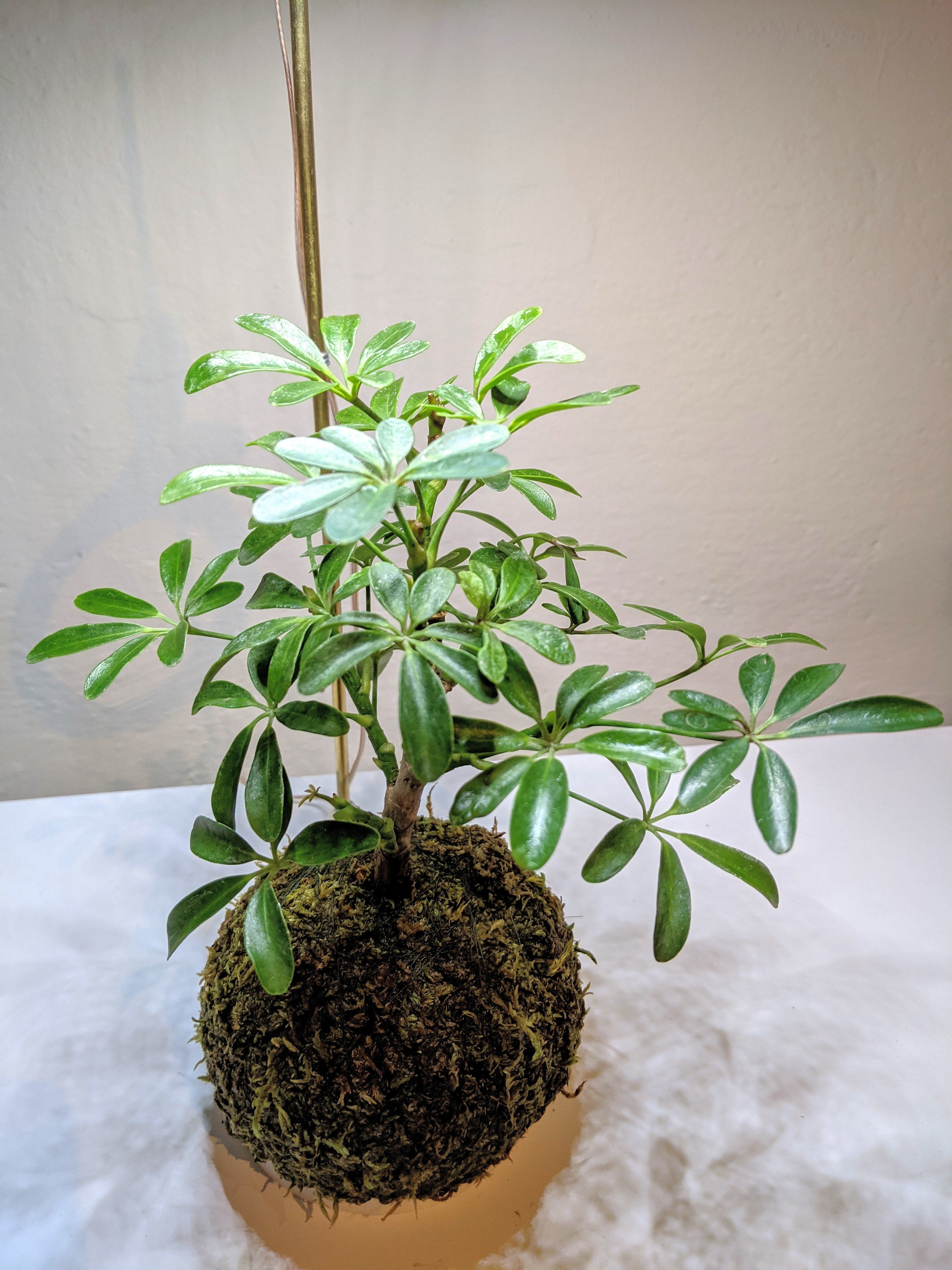 Schefflera Kokedama (styled, bonsai inspired)