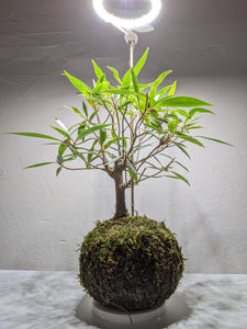 Ficus Nerifolia (styled, bonsai inspired)
