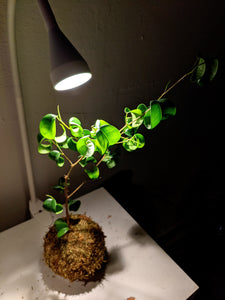 Ficus Benjamina 'Barok' Kokedama