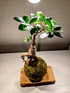 Ficus Microcarpa (styled, bonsai inspired)