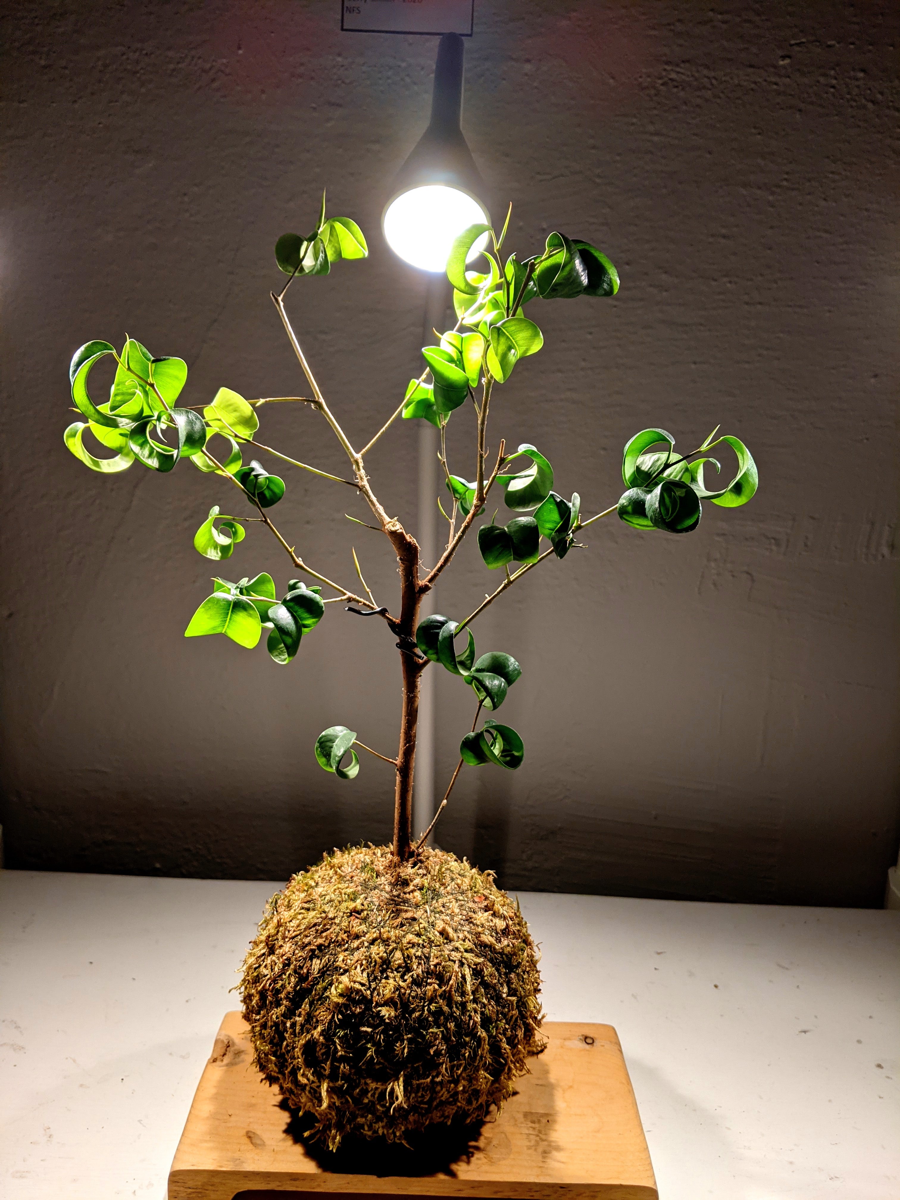Ficus Benjamina 'Barok' Kokedama (styled, bonsai inspired)