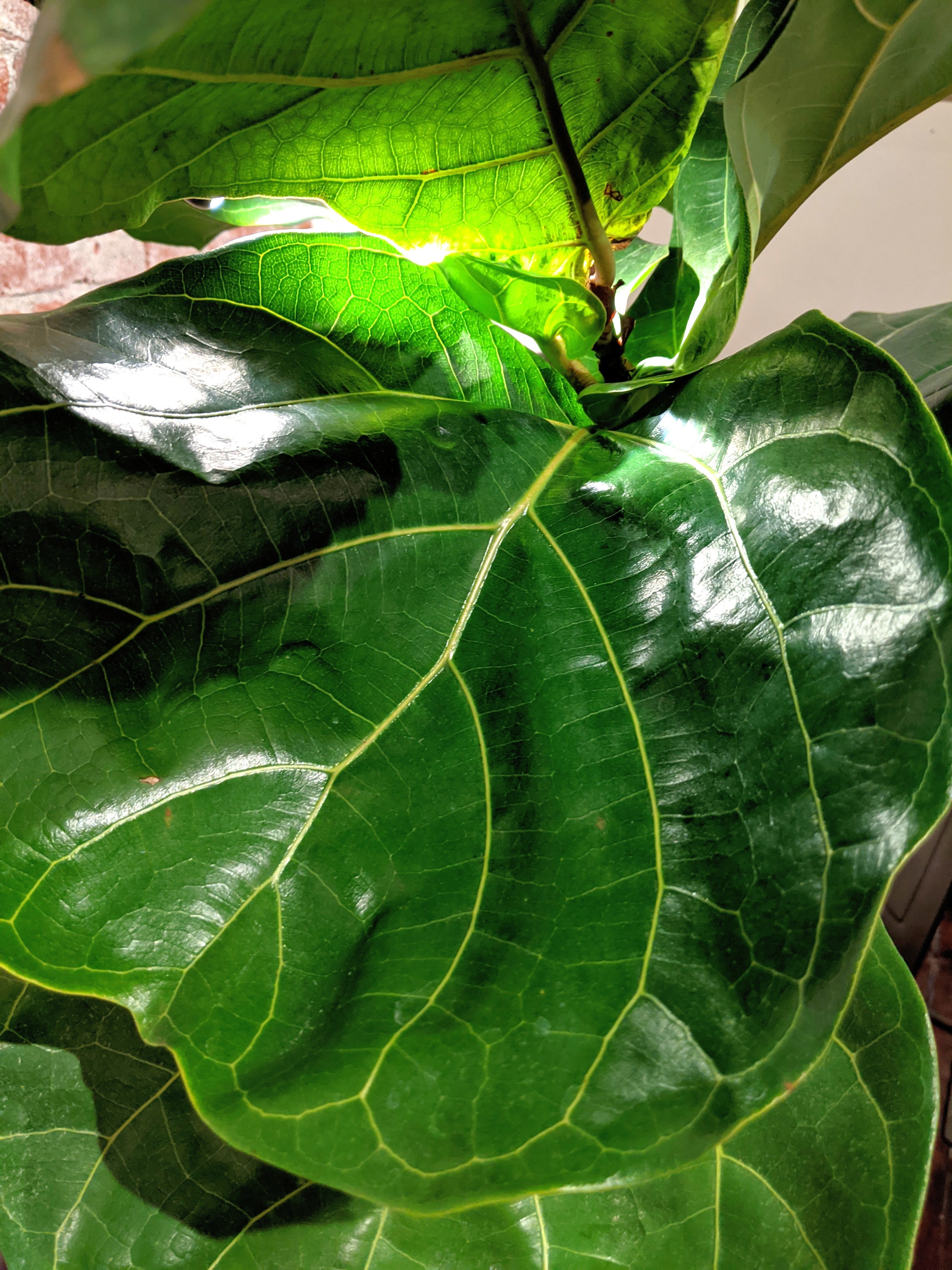 Fiddle Leaf Fig Kokedama (large)