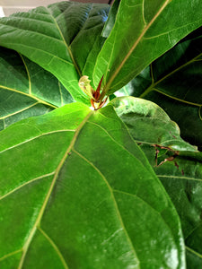 Fiddle Leaf Fig Kokedama (large)