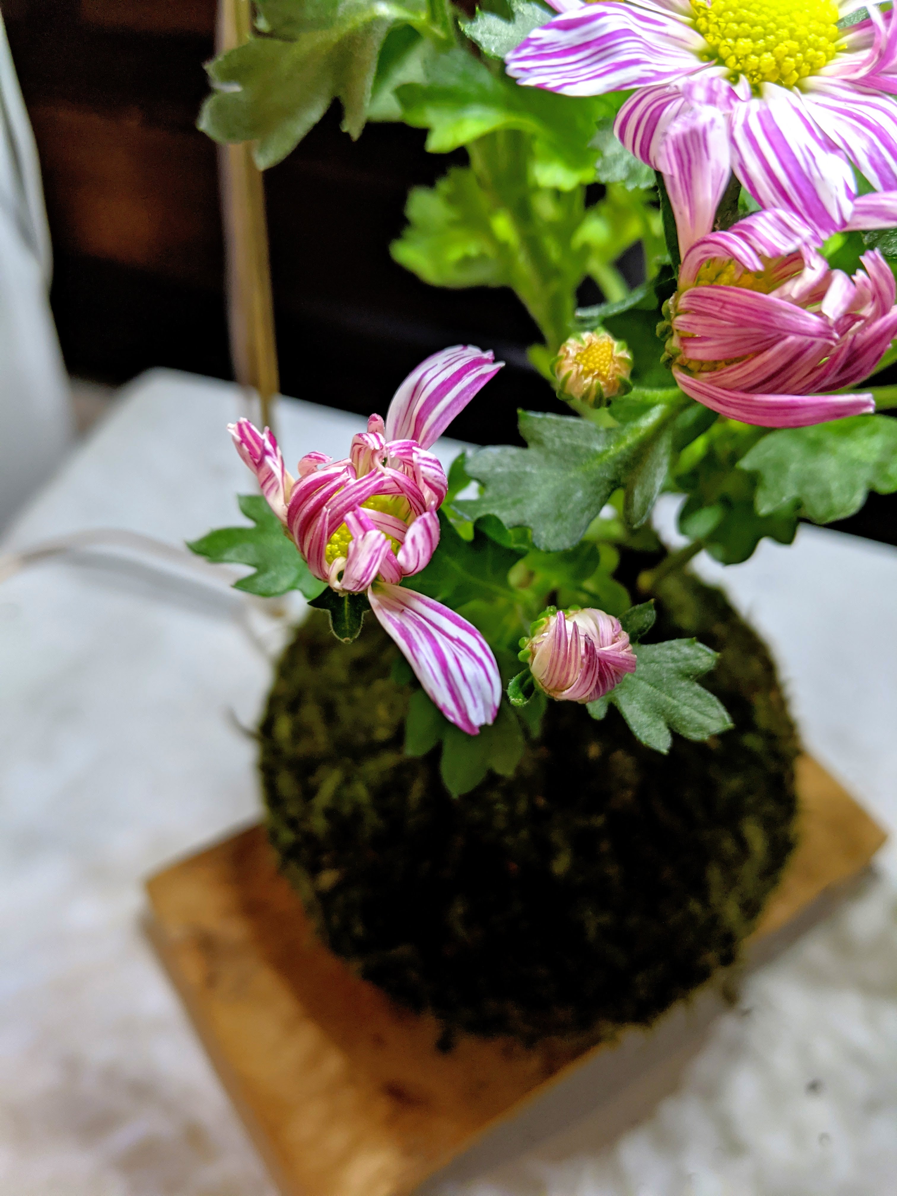 Pot Mum Kokedama