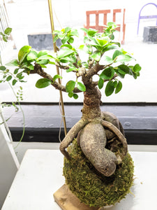 Ficus Microcarpa (styled, bonsai inspired, medium)