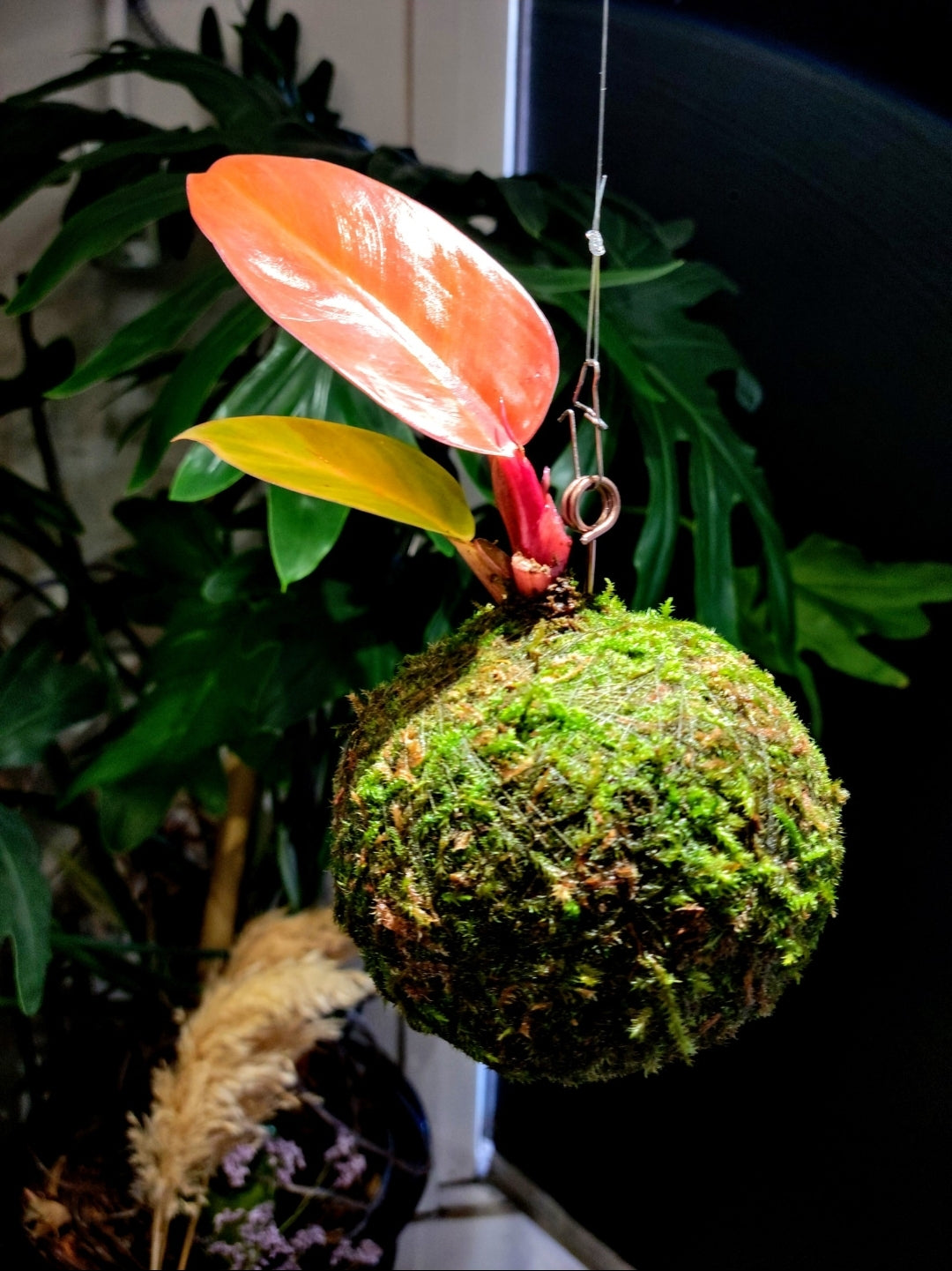 Philodendron Red King Kokedama