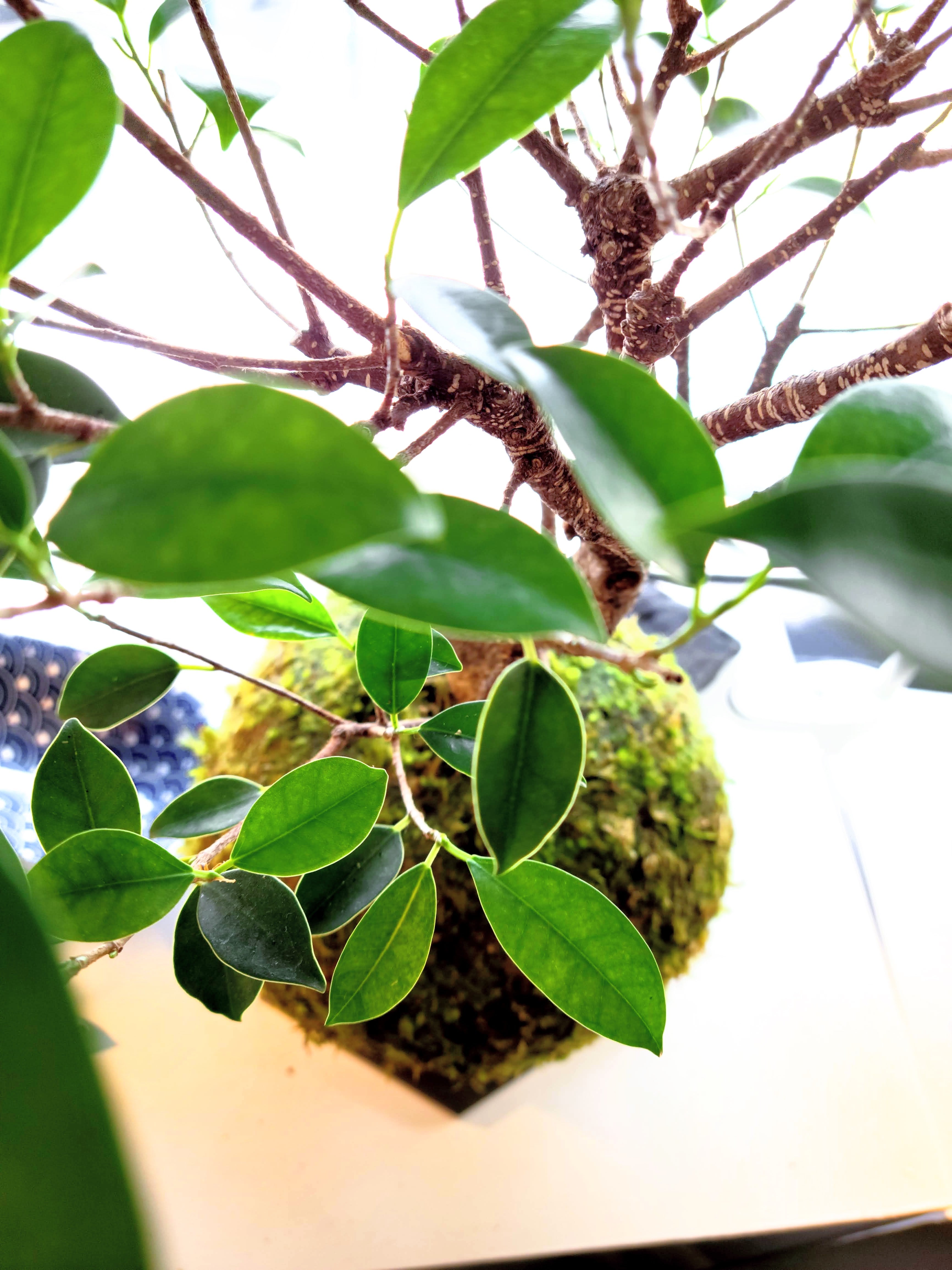 Ficus Retusa Kokedama (styled, bonsai inspired)