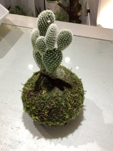 Bunny Ear Cactus Kokedama (med)