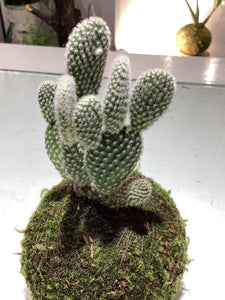 Bunny Ear Cactus Kokedama (med)
