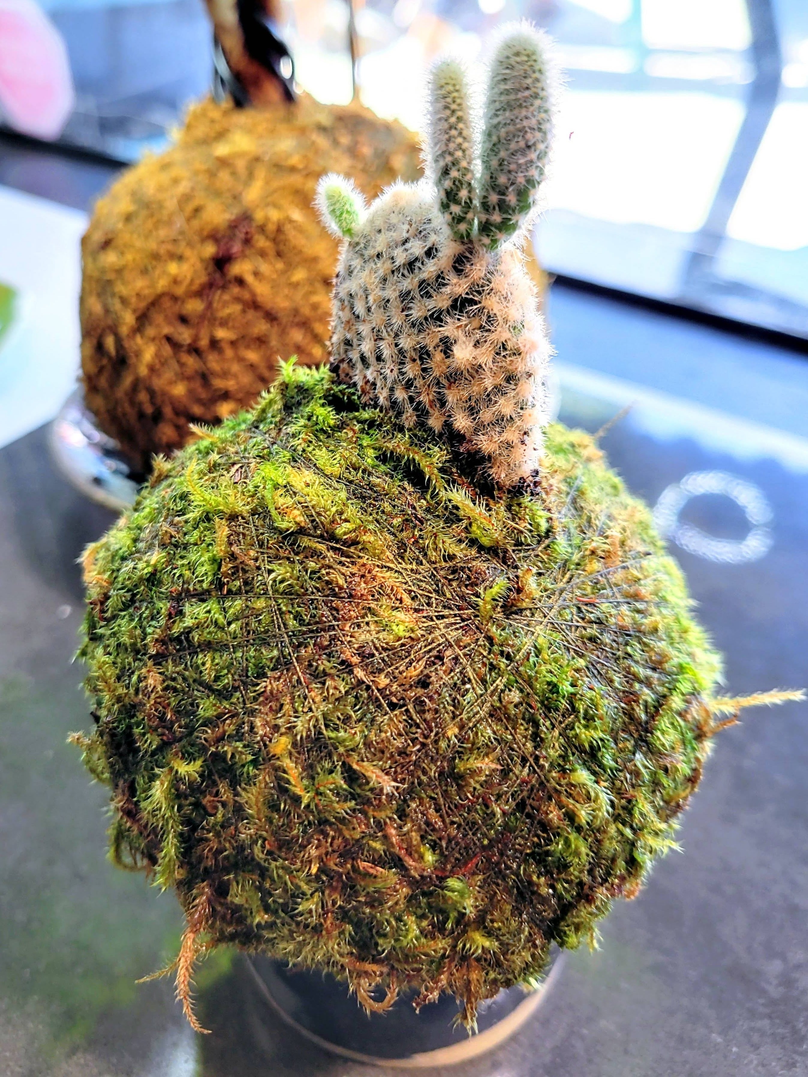 Bunny Ear Cactus Kokedama